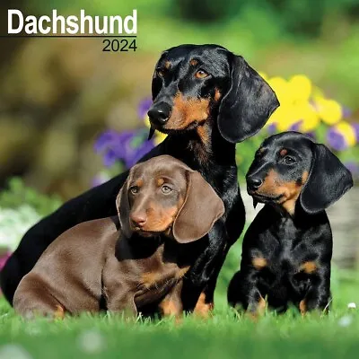 Dachshund Calendar 2024 - Dogs - Month To View • £8.48