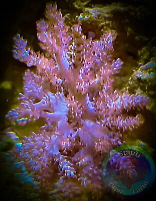 SAF~ “WYSIWYG” Large Kenya Tree Frag LPS SPS Soft Coral Colony Leather • $59.99