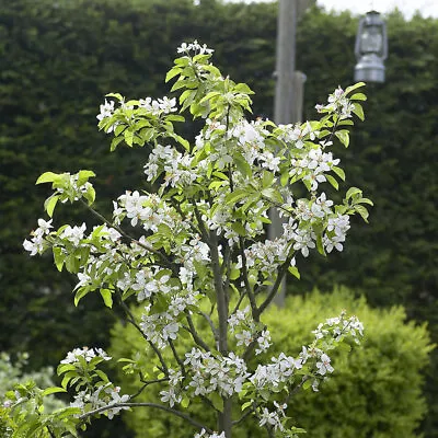 Malus 'John Downie' Crab Apple Tree 🐝 🍏 60-80cm 🇬🇧 UK Grown • £24.99