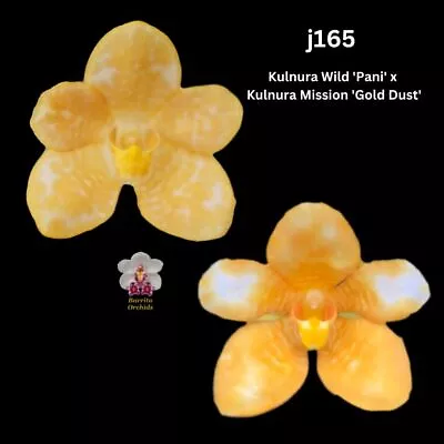 Sarcochilus Orchid Seedling. J165 (Kulnura Wild 'Pani' X Kulnura Mission 'Gold D • $14.50