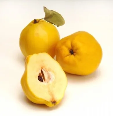 Giant Delicious Quince Tree 5-Finest Seeds / Very Aromatic & Juicy / UK Seller • £2.75