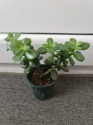 £3.25 • Buy X3 Crassula Ovata Jade Money Succulent Plant Tree Unrooted Leaf Cuttings 
