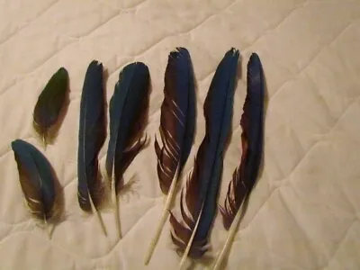 Macaw Tail Feathers Crafts. Green Wing. Naturally Molted  • $35