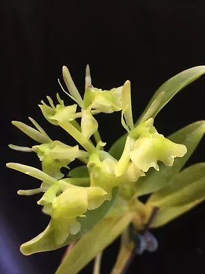 Epidendrum Difforme Rare Orchid Species Fragrant Blooming Size Plant #12 • $33.60