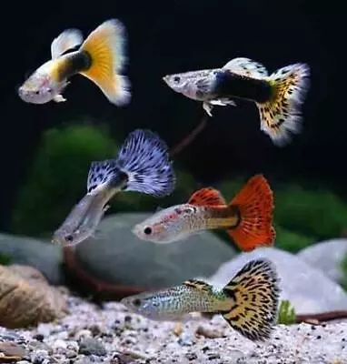 Guppies - Assorted Fancy Aka Mutt Guppies • $3.99