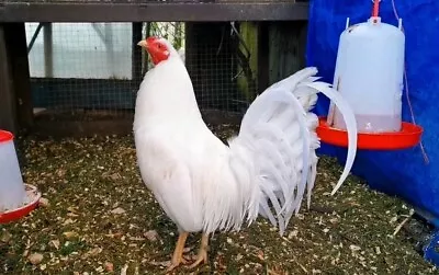 6 X  Kelso American Game Hatching Eggs  • £40