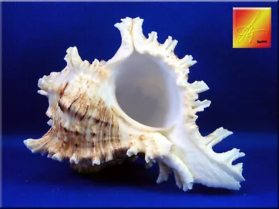 One Pacific Murex Ramosus Shells (Ram's Murex) 5 +  Aquarium Beach Crafts Decor • $9.99