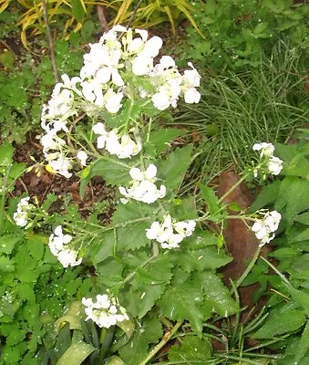 30 White Flowered Money Plant Seeds  (  Lunaria Annua )  • $5.25