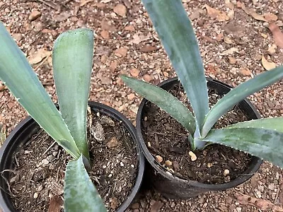 Agave Karwinskii (blue Form) RARE Seed Grown 100mm Pot Cacti Succulent • $25