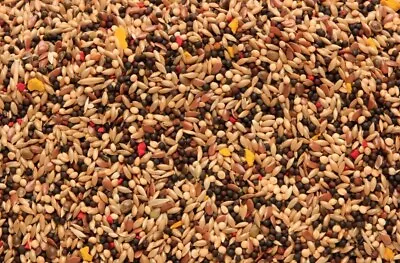 SkyGold Popular Canary Bird Food Seed Mix 500g 1KG2KG4KG 5kg • £29.99