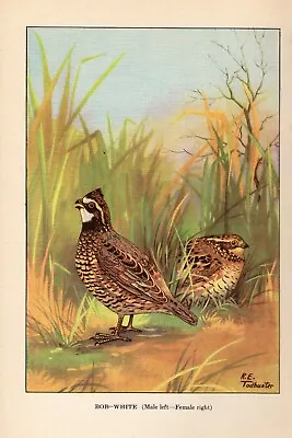 1926 Vintage TODHUNTER BIRDS  BOBWHITE  GORGEOUS Full COLOR Art Plate Lithograph • $6