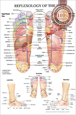 Reflexology Of The Foot Acupuncture Point Diagram Anatomy Chart Premium Poster • $77.02