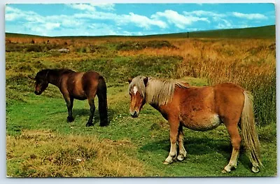 Postcard Dartmoor Ponies Devon England • £2