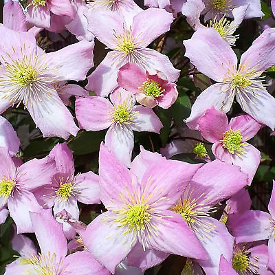 £10.49 • Buy Clematis Montana Fragrant Spring Deciduous Scented Flowering Climbing Shrub