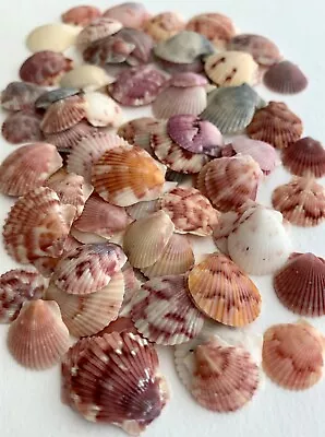 100 Scallop Seashells 1/2”-3/4  Beach Frame Craft Art Wedding Shells Sign SV #C3 • $37.50