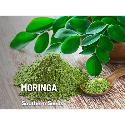 Moringa - 10 Seeds - Heirloom Tree Medicinal & Culinary Herbal Teas Drumstick • $4.99