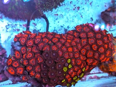 Ultra Mariculture ZOA - WYSIWYG - Colony - ULTRA LIVE CORAL • $114