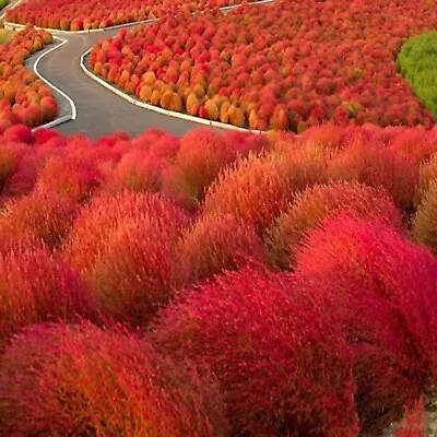 Rare Red Kochia Scoparia (Burning Bush Grass) - 50 Viable Seeds • £2.99