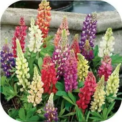 £8.95 • Buy 6X Plug Plants Russell Lupin MIX - PERENNIAL FLOWER (No Seeds) - 24HR DISPATCH