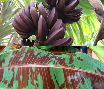 Dwarf Red Banana - Edible Red Banana - Sumatrana  X  Cross Red Banana • $29.97