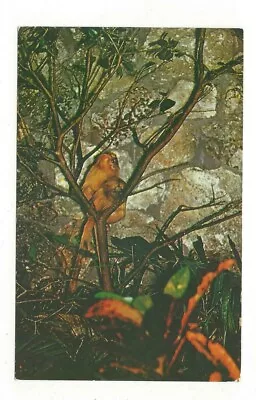 Vintage Postcard - Golden Marmosets At Monkey Jungle - Miami Florida - FL • $3.50