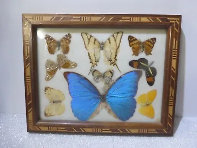 Gorgeous Vintage Wood Framed Real Butterfly Collection Electric Blue Morpho + • $59.99