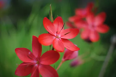 Scarlet Kaffir Lily Hardy Autumn Flowering South African Gem  100 Fresh Seeds  • £2.79