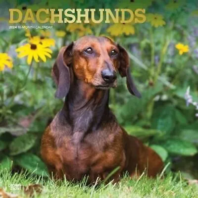 Dachshunds 2024 Square Foil By Browntrout 9781975462550 | Brand New • £10.99