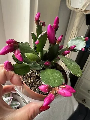 Easter Cactus. Full Plant. Potted. • £12