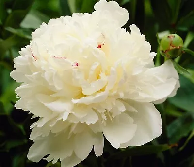 2 X 2 Litre Paeonia Lactiflora Marie Lemoine Fragrant Peony • £18