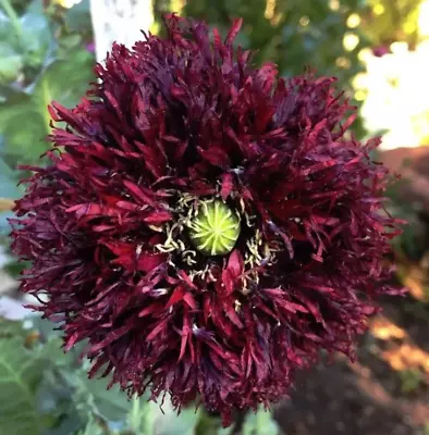 Poppy BLACK SWAN Huge Feathery Frilly Blooms Bees Love Poppies Non-GMO 500 Seeds • $3.98