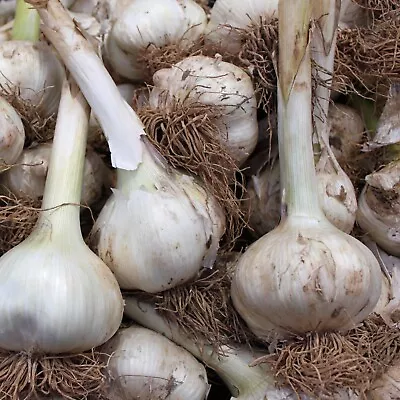 Elephant Garlic Bulbs For Spring Planting 6 Or 12 Jumbo Cloves Easy To Grow • £16.50