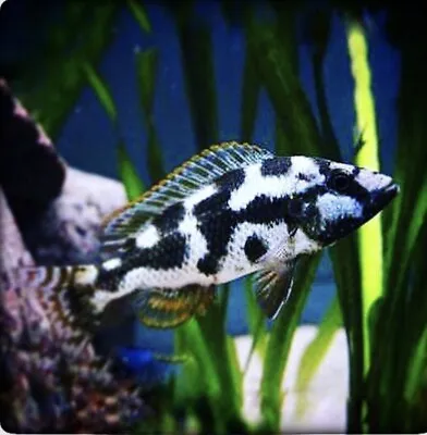 Livingston's Hap Cichlid Haplochromis  Livingstonii Lake Malawi Cichlid • £7.89