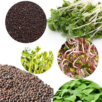 £2.99 • Buy Organic Sprouting Seeds - Alfalfa Broccoli SPROUTS MICROGREENS With INSTRUCTION