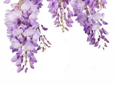 £3.99 • Buy 20x Wisteria Sinensis Seeds 2022