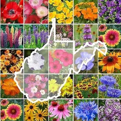 Wildflower WEST VIRGINIA State Mix Perennial &Annual 25 Types Non-GMO 1000 Seeds • $3.98