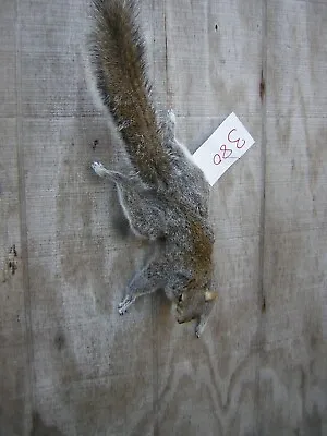 Gray Squirrel Climbing Down Free Style #380 - Mount - Taxidermy • $170