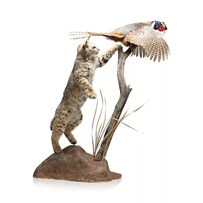 Bobcat And Cock Pheasant Taxidermy • $1200