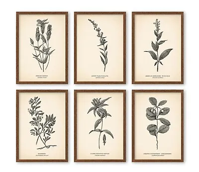 5x7'' VINTAGE STYLE PRINTS Botanical Poster Neutral Home Decor - FIT IKEA FRAMES • £14