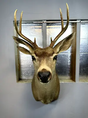 Mule Deer Head Mount Taxidermy Antler Cape Whitetail Log Cabin Decor Hunt Horn • $210.75