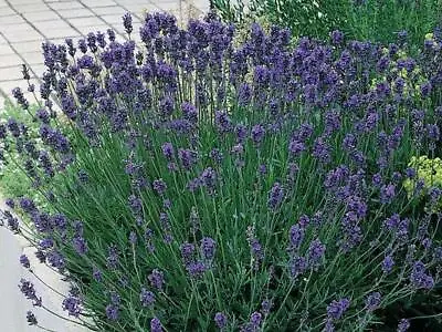 Pack X6 English Lavender Angustifolia 'Dwarf Munstead' Perennial Plug Plants • £7.45