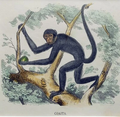 £24.53 • Buy (P1) 1863 Original Antique Engraving Hand Colored MAMMALS  (05154)