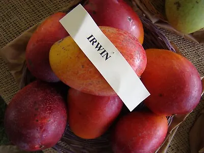 2 Organic Non GMO Irwin Mango Seeds • $8.99