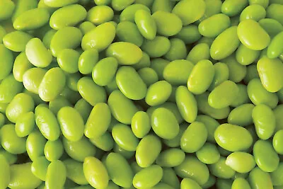 20 Edamame Green ENVY SOYBEAN Glycine Max Soy Bean Vegetable Seeds *Combined S/H • $3