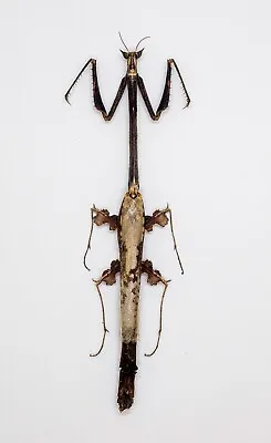 Mantidae -Toxodera Integrifolia -  Cameron Highlands Malaysia (TX104) - RARE • $49.98
