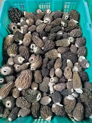 Fresh Dark Morel Mushrooms • $64.95