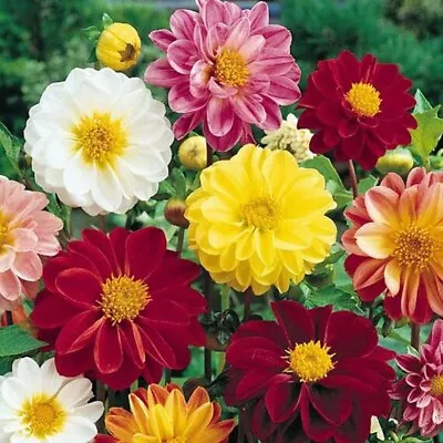 DAHLIA UNWINS BEDDING DWARF FLOWER SEEDS  MIX Dahlia Variabilis • $1.99