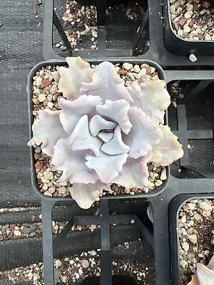 Echeveria Crispate Beauty Succulent • $25