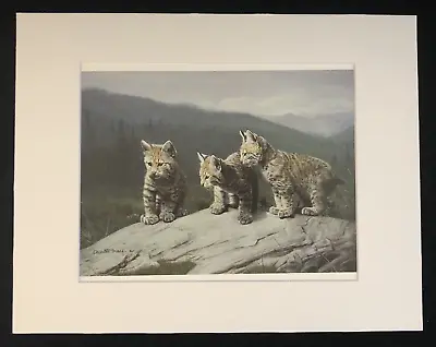 Charles Frace'   THREE OF A KIND  11 X 14 Matted Bobcats Wildlife Print • $25.99