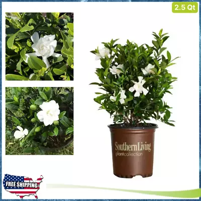 Jubilation Gardenia Live Evergreen Shrub White Fragrant Blooms Plant 2.5 Qt • $18.78